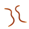 Floating Earthworm Soft Lure — 50 Pack